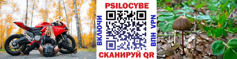 кракен онион  Клин  Галлюциногенные грибы Psilocybine cubensis  закладка 